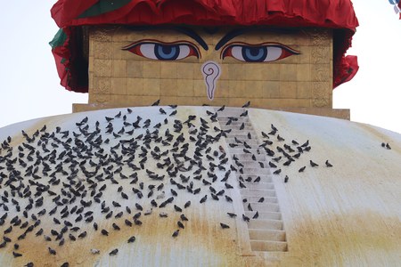 Pigeons sitting around Boudhanath Stupa