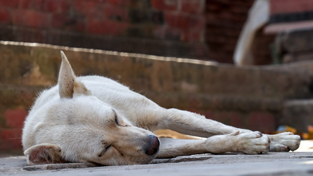 Sleeping stray dogの写真素材
