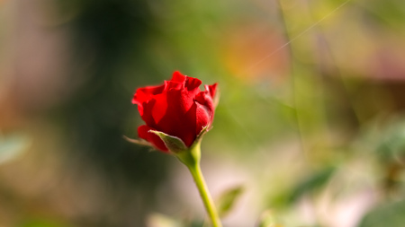 A garden red roseの写真素材