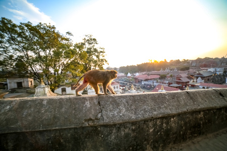Monkey walking on a wall at Pashupatinath Templeの写真素材