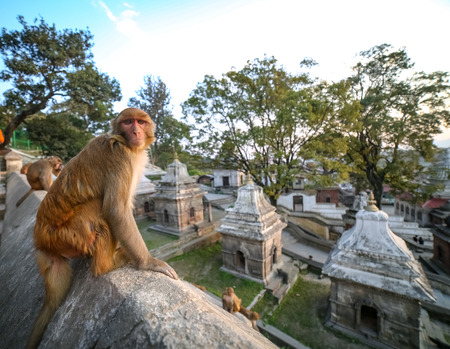 Monkey with angry face staring at the cameraの写真素材