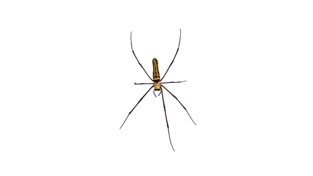 Giant spider on isolated white backgroundの写真素材