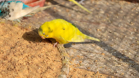 Budgerigar or budgie eating grains
