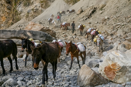 Gorkha, Nepal - December 17 2018: Caravan of mules carrying load on their back.のeditorial素材