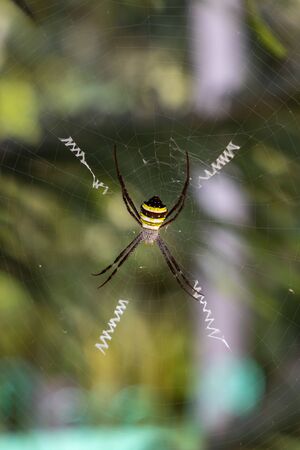 Common spider hanging by a tree branchの写真素材
