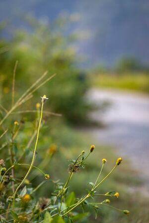 Tiny wild flower growing alongside the roadの写真素材