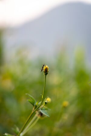 Tiny wild flower growing alongside the roadの写真素材