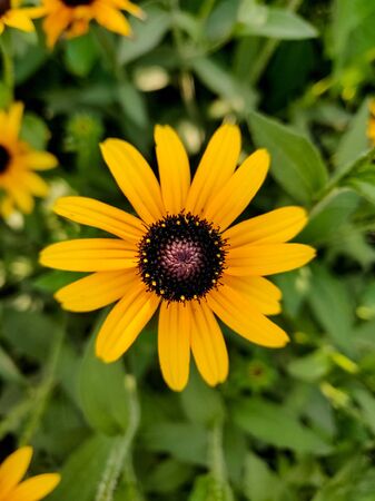 Yellow flower  black-eyed susan or yellow daisyの写真素材