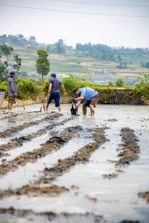 Kathmandu, Nepal - June 30 2019: Nepali farmers ploughing field during National Paddy Day in Nepalのeditorial素材