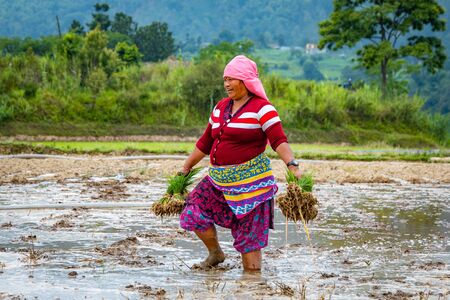 Kathmandu, Nepal - June 30 2019: Nepali farmers ploughing field during National Paddy Day in Nepalのeditorial素材