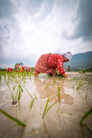 Kathmandu, Nepal - June 30 2019: Nepali farmers ploughing field during National Paddy Day in Nepalのeditorial素材