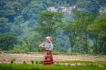 Kathmandu, Nepal - June 30 2019: Nepali farmers ploughing field during National Paddy Day in Nepalのeditorial素材