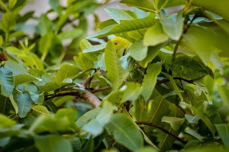 Green asian parrot sitting on a guava tree. Camouflage in nature.の写真素材