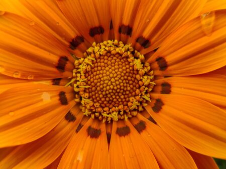 Close up of an orange flower. Macro shotの写真素材