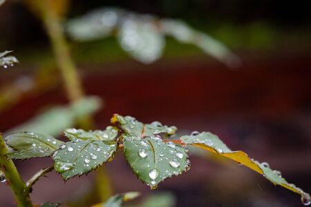 Rain or water drops on a rose plantの写真素材