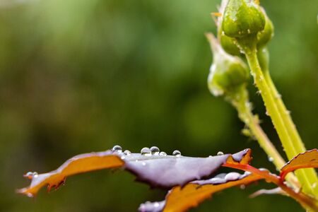 Rain or water drops on a rose plantの写真素材