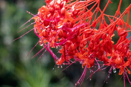 Water drops on a red flower. Close up shotの写真素材