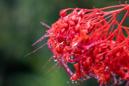 Water drops on a red flower. Close up shotの写真素材