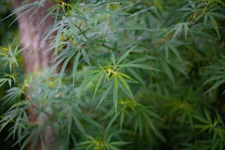 Naturally grown wild marijuana or hemp or cannabis plant and leavesの写真素材