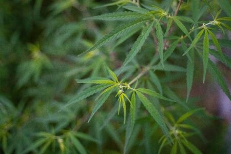 Naturally grown wild marijuana or hemp or cannabis plant and leaves