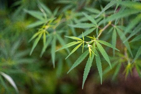 Naturally grown wild marijuana or hemp or cannabis plant and leavesの写真素材