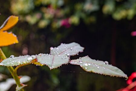 Rain or water drops on a rose plantの写真素材