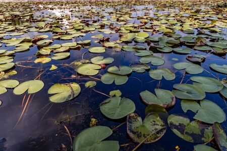 Lotus plant blooming in a pond