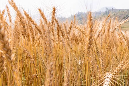 Golden Cornish Barley crops in a field ready for harvestの写真素材