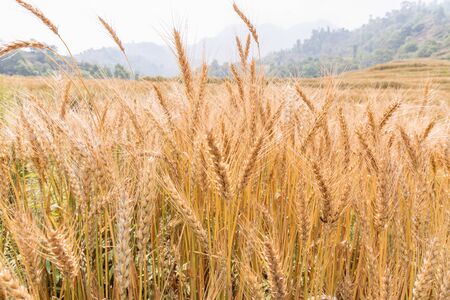 Golden Cornish Barley crops in a field ready for harvestの写真素材