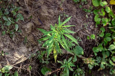 Wild marijuana or cannabis plant grows on the side of the roadの写真素材