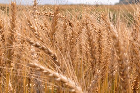 Golden Cornish Barley crops in a field ready for harvestの写真素材