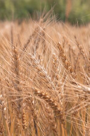 Golden Cornish Barley crops in a field ready for harvestの写真素材