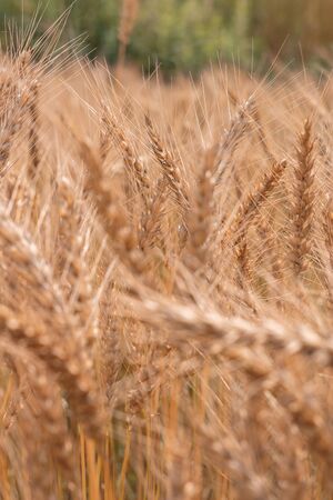 Golden Cornish Barley crops in a field ready for harvestの写真素材