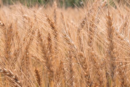 Golden Cornish Barley crops in a field ready for harvestの写真素材