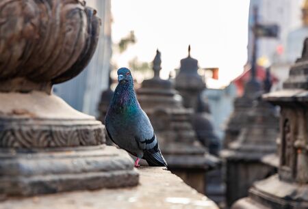 Swayambhunath Stupa, aka The Monkey Temple, during sunrise in Kathmandu, Nepal.の写真素材