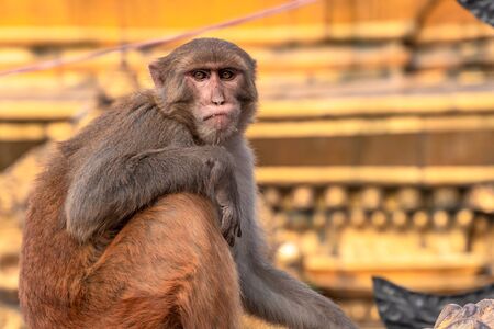 Monkey sitting on the Vajra of Gods weapon at Swayambhunath Stupaの写真素材
