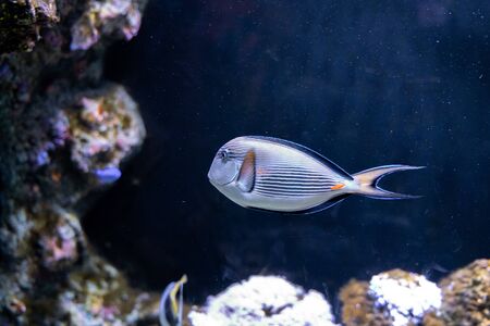 Sohal Tang (Acanthurus sohal) cleaned by cleaner wrasseの写真素材