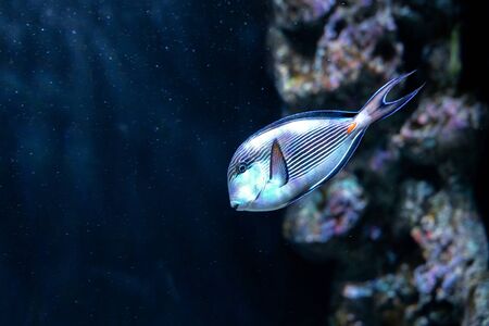 Sohal Tang (Acanthurus sohal) cleaned by cleaner wrasseの写真素材