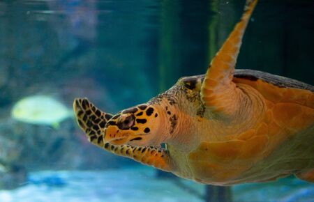 Giant Sea Turtle swimming in a huge aquarium at Sea Liife Ocean World Bangkok