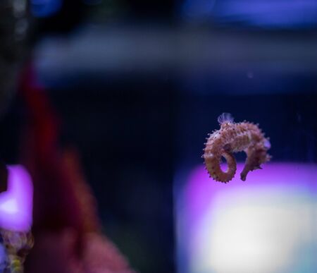 Pot-belly seahorse (Hippocampus abdominalis) at SeaLife Ocean World Bangkokの写真素材