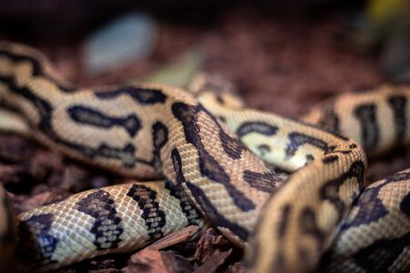 Red hypomelanistic Jaguar Carpet Python (Morelia spilota cheynei) in the dark