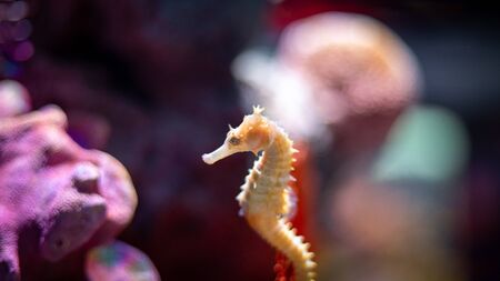 Closeup Half-spined Seahorse or Hippocampus Semispinosus Swim Underwaterの写真素材