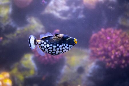 Clown triggerfish (Balistoides conspicillum), bigspotted triggerfish, are demersal marine fish belonging to the family Balistidae. one of the popular aquarium fish.の写真素材