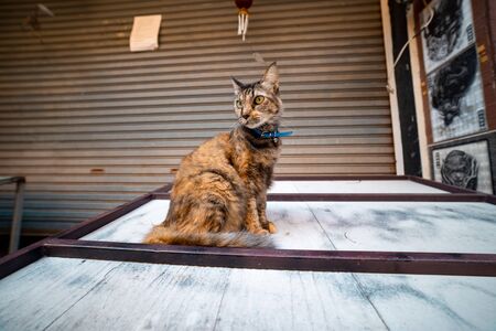 Brown domestic cat sitting on a tableの写真素材