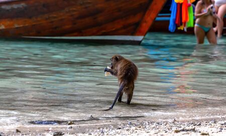 Macaque monkeys at Monkey beach in Phi Phi Islands, Thailand.の写真素材