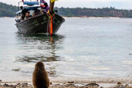 Macaque monkeys at Monkey beach in Phi Phi Islands, Thailand.の写真素材