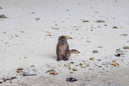 Macaque monkeys at Monkey beach in Phi Phi Islands, Thailand.の写真素材