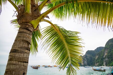 Green palm tree and pattern leaves with speedboats and seascape in the background.