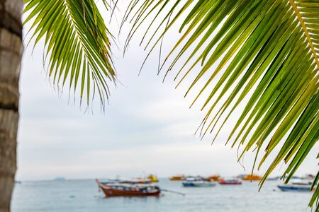 Green palm tree and pattern leaves with speedboats and seascape in the background.の写真素材