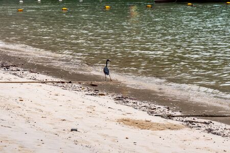 Black crane fishing at a beach in Phi Phi Island. Food chain.の写真素材